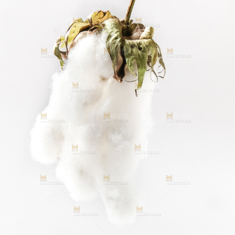 白底上的棉花