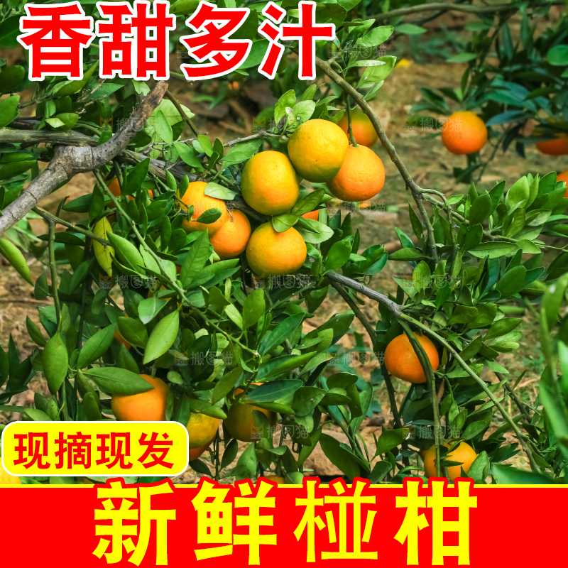 树上结着椪柑橘