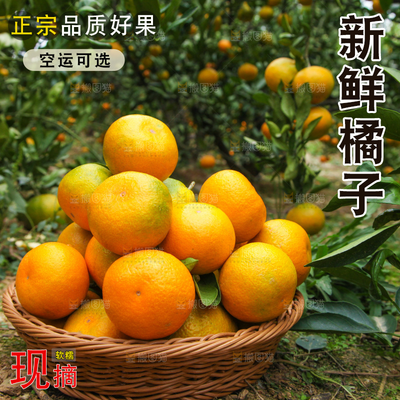树上长着橘子