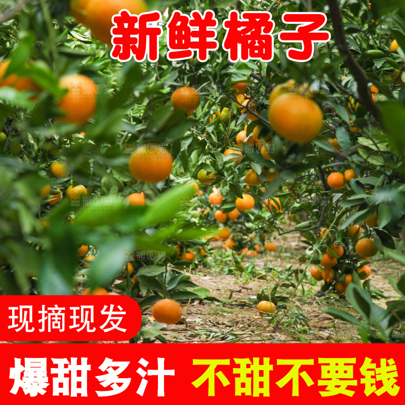 橘子种植基地