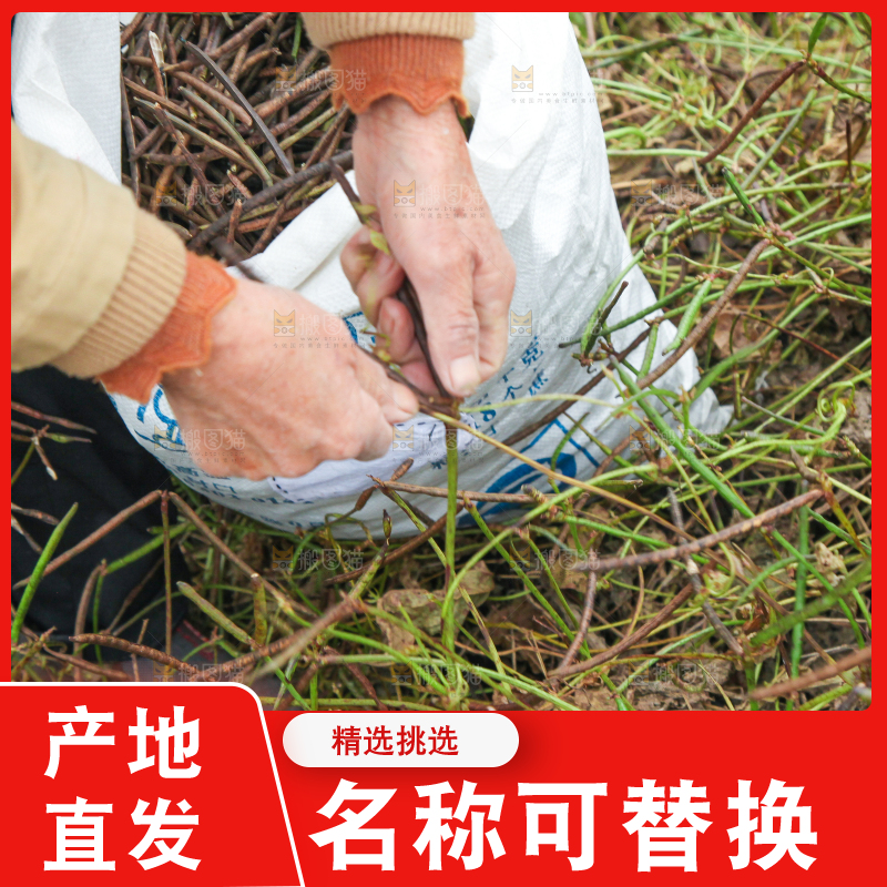 农民正在摘绿豆