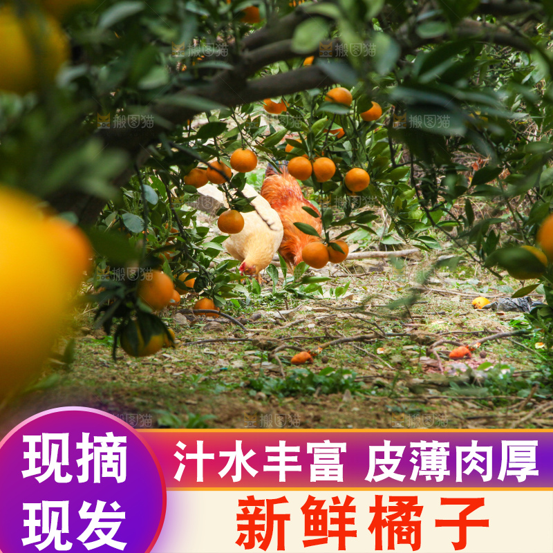 橘子种植基地