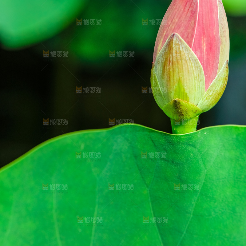 池塘里的荷花花苞