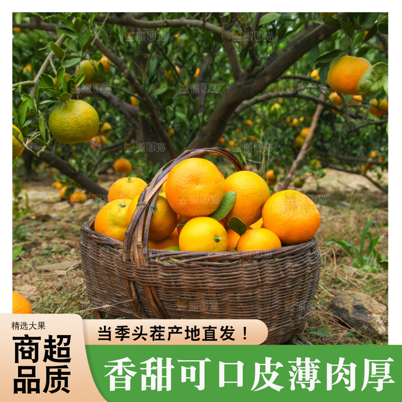 橘子种植园