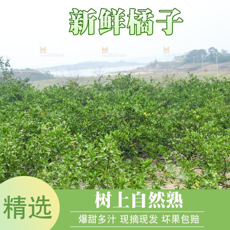 橘子种植基地