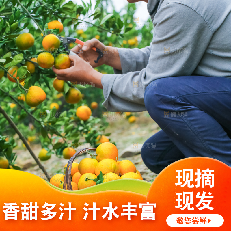 橘子种植基地