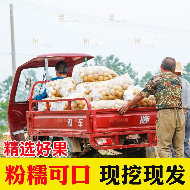 正在运输土豆