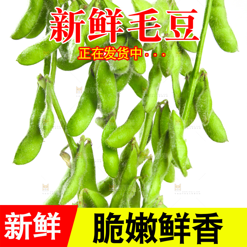 白底上的毛豆