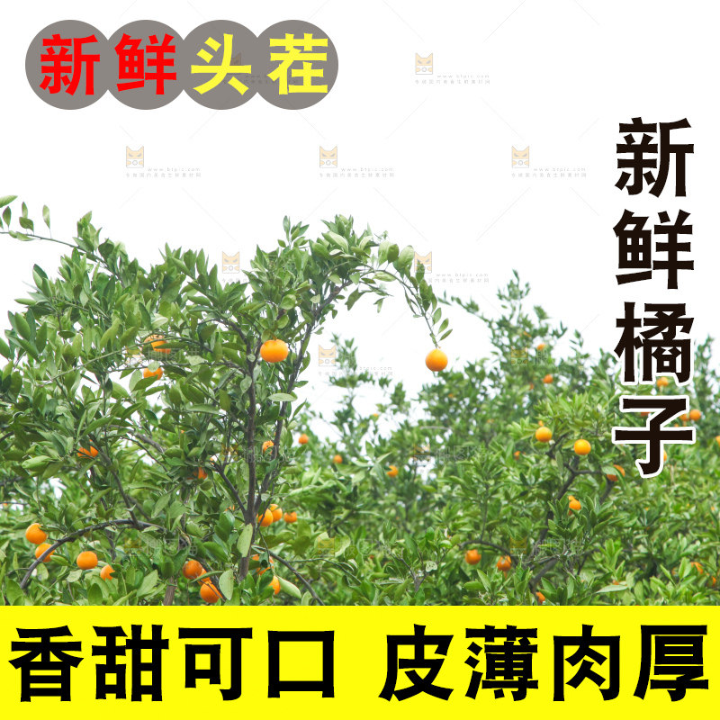 橘子种植基地