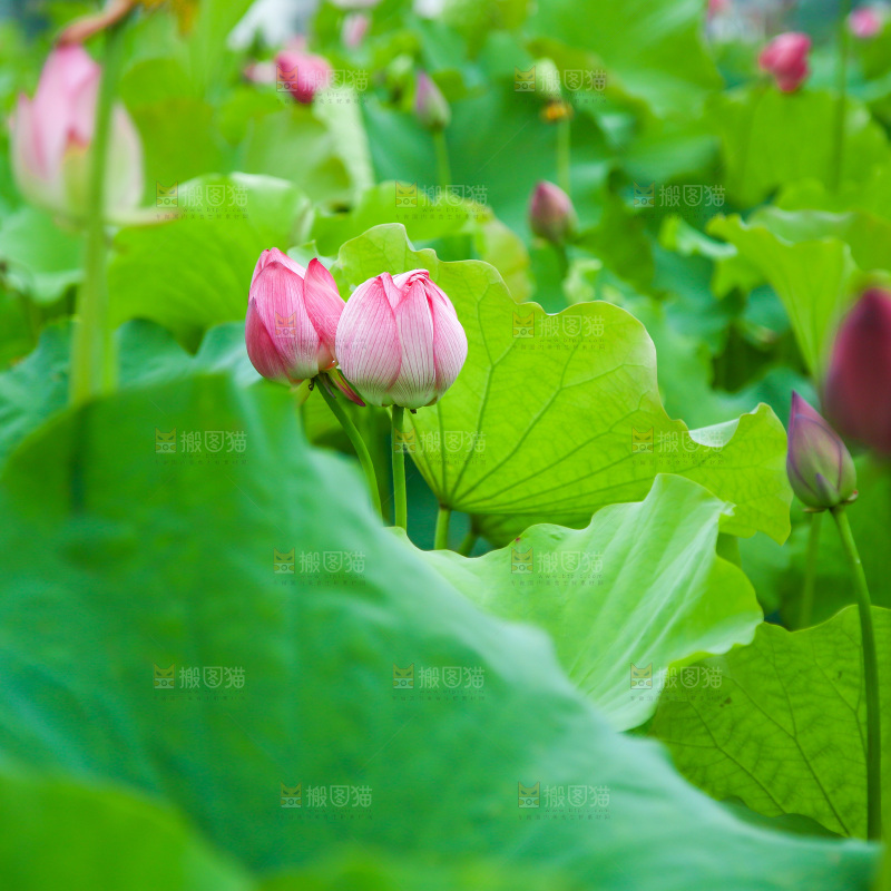池塘里的一片荷花叶