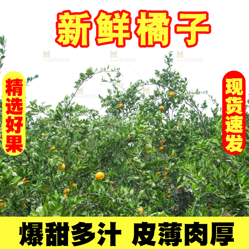 橘子种植基地