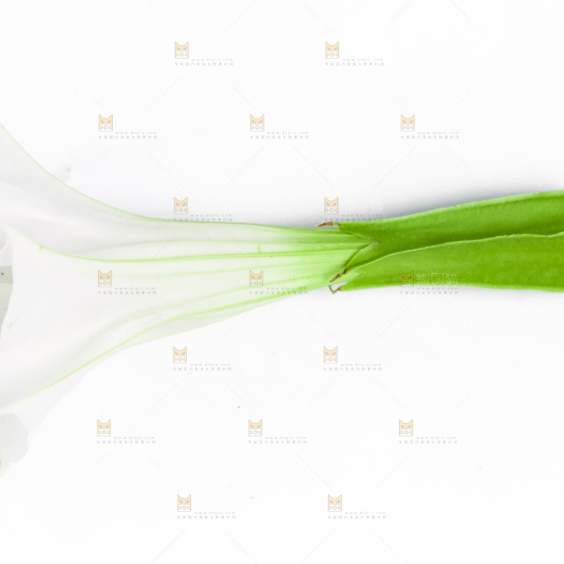 白底上的一朵花