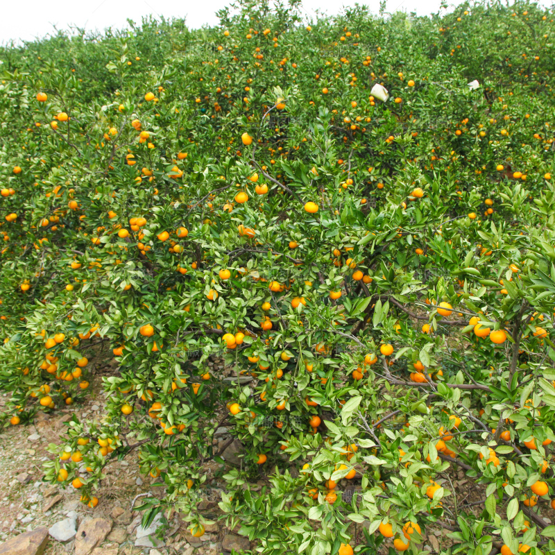 橘子种植基地