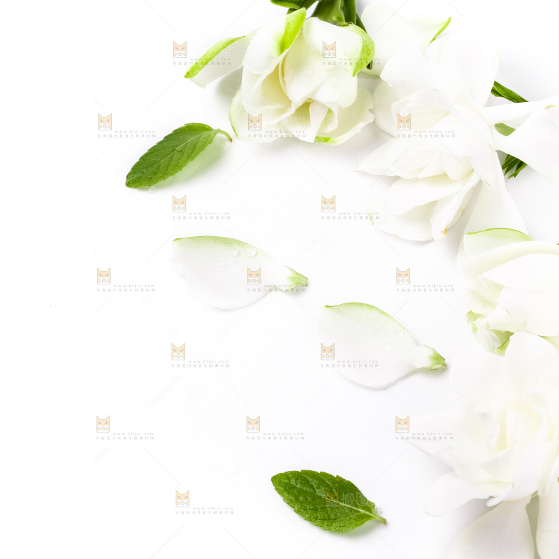 白底上摆放着栀子花