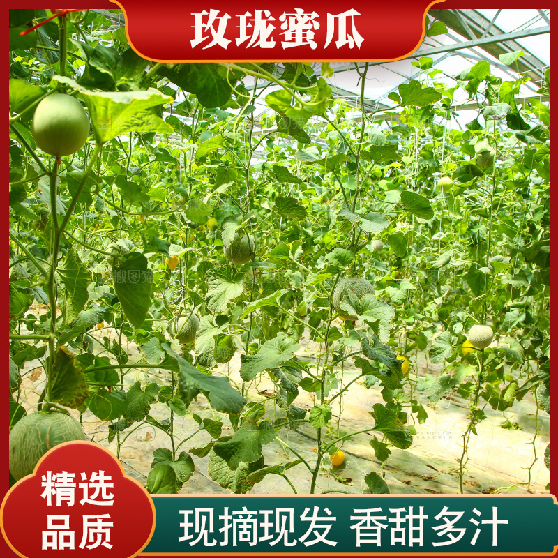 大棚里的玫珑瓜