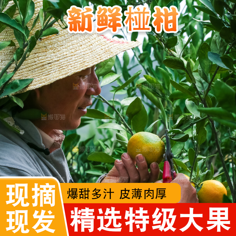 农民正在摘橘子