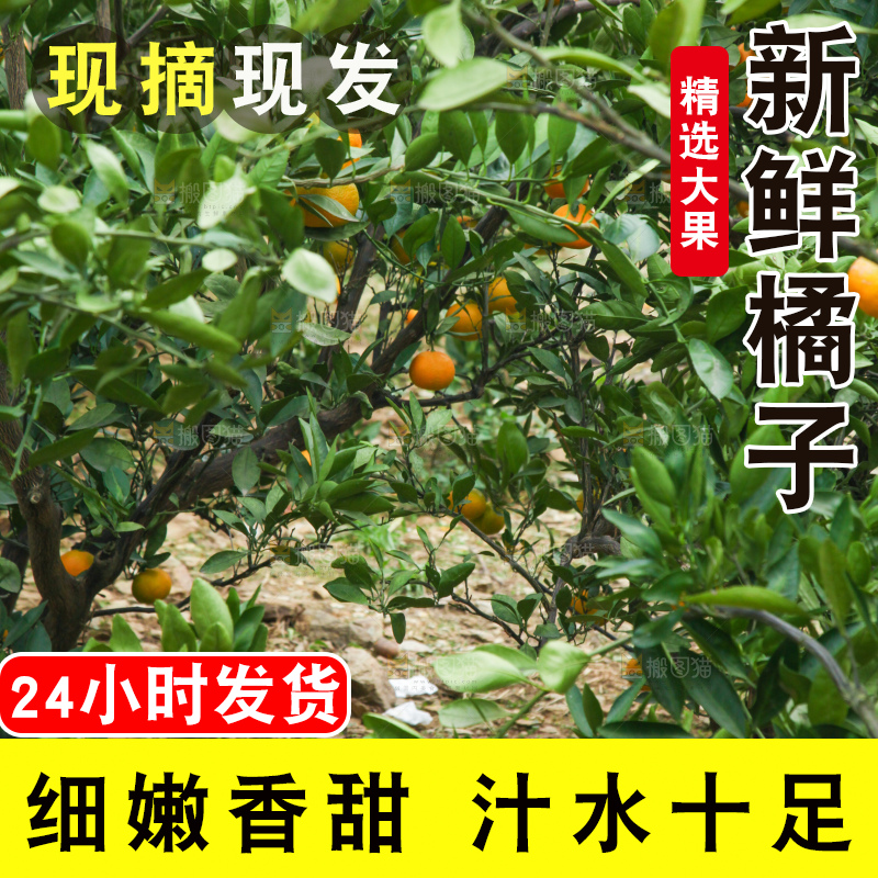橘子种植基地