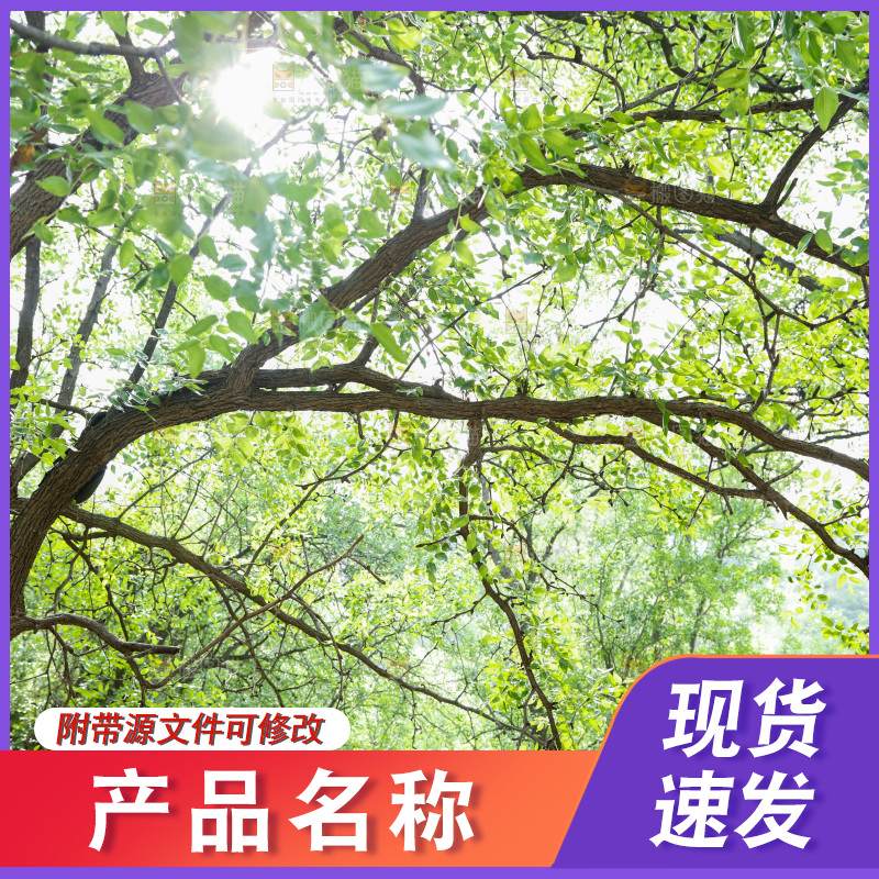一片大树林