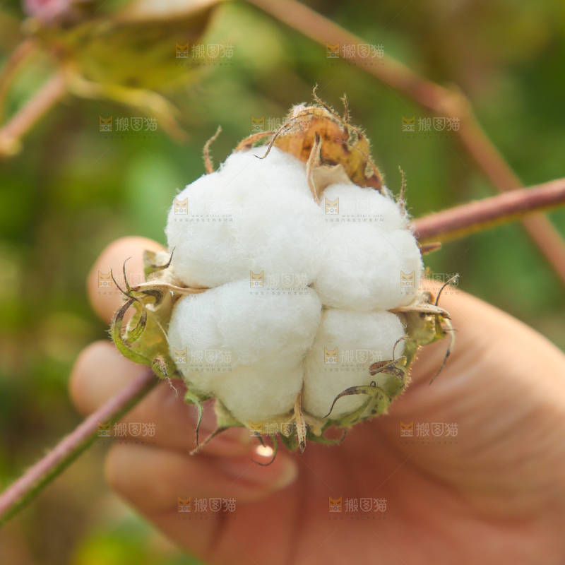 手里拿着棉花
