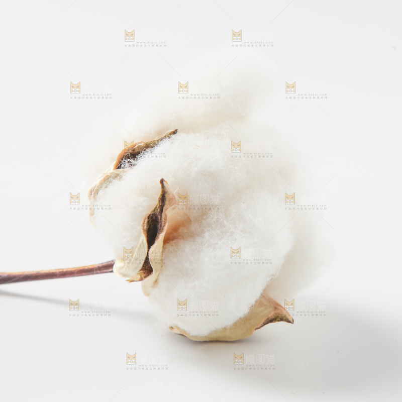 白底上的棉花