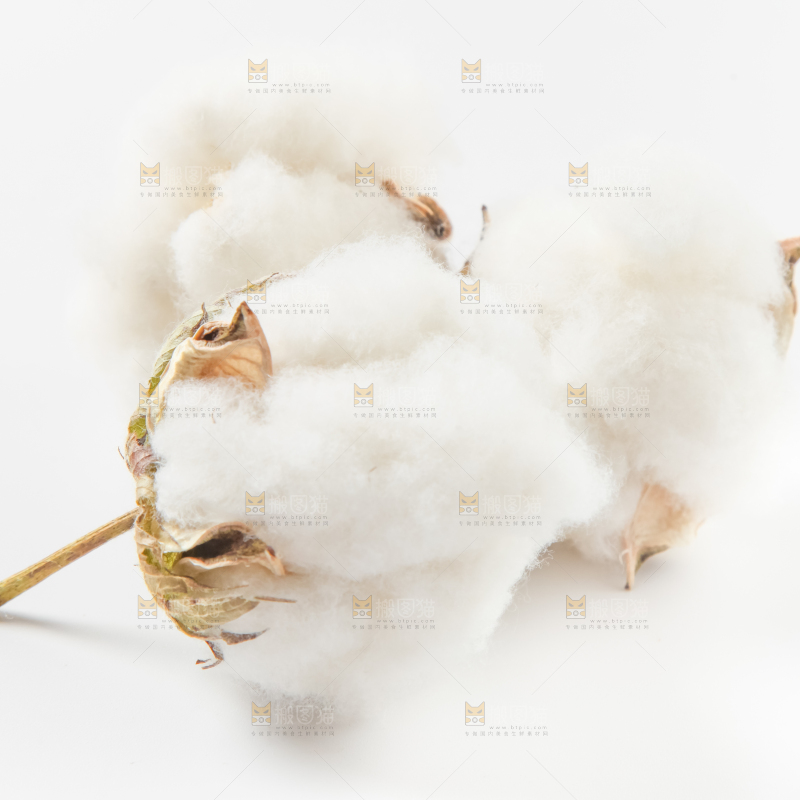 白底上的棉花