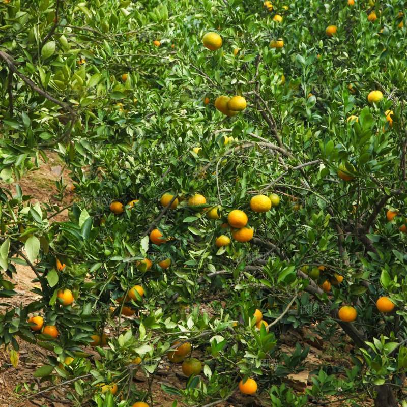 橘子种植基地