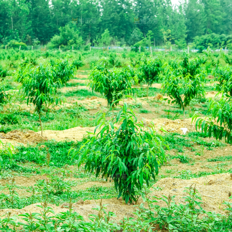 农田里种植的桃子树