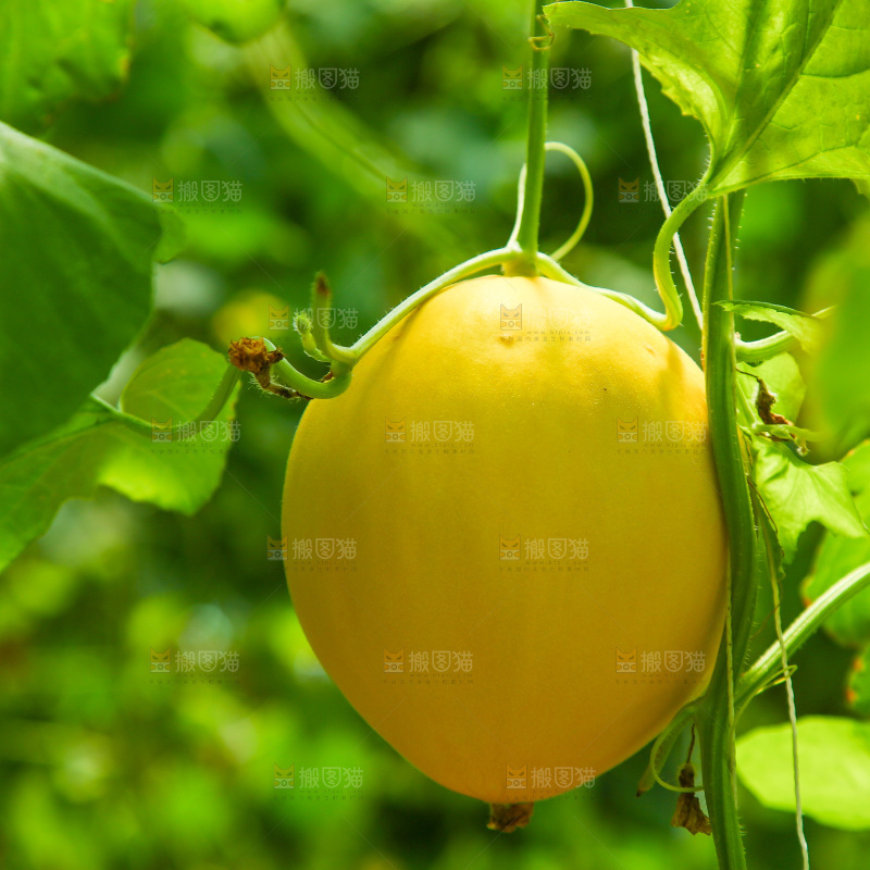 大棚里的香瓜