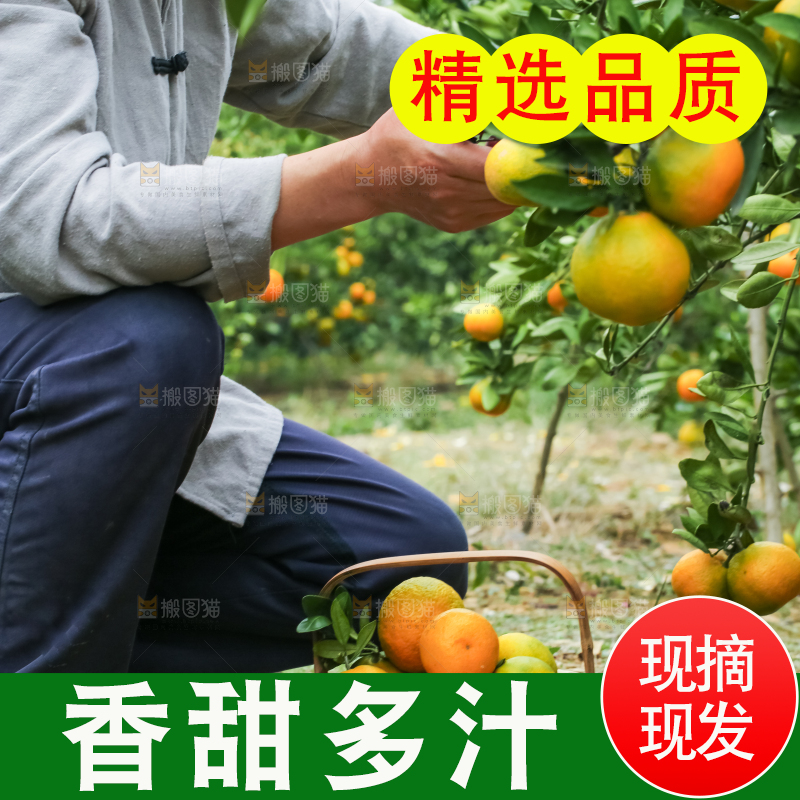 果园里的橘子