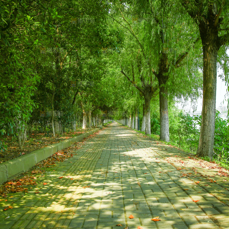 一条绿荫小路