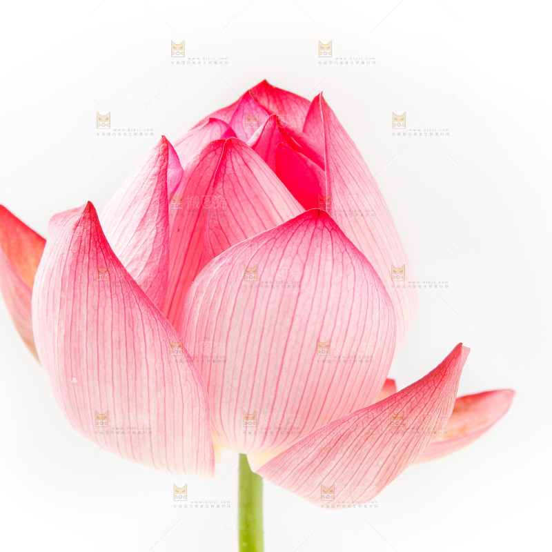 浅底上的莲花