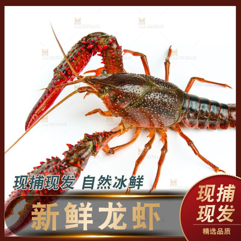 白底上放着一只龙虾