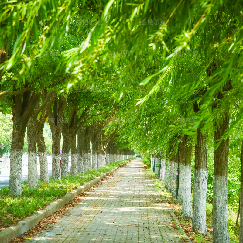 一条绿荫小路