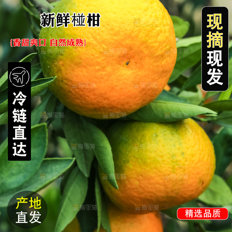 树上结着椪柑橘