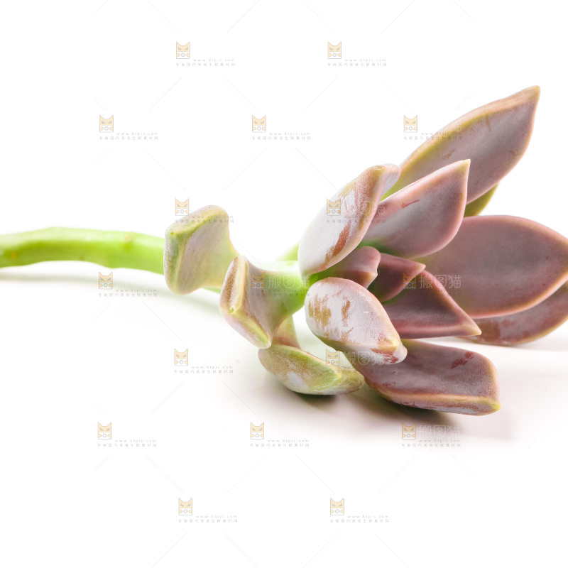 白底上放着多肉