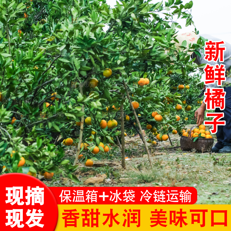 橘子种植基地