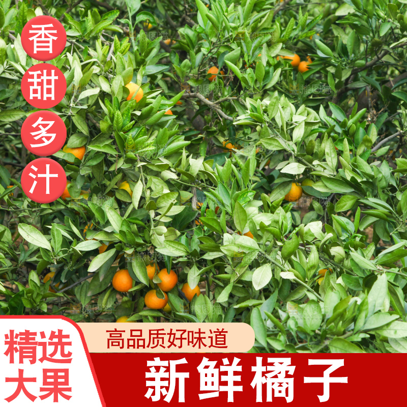 橘子种植基地