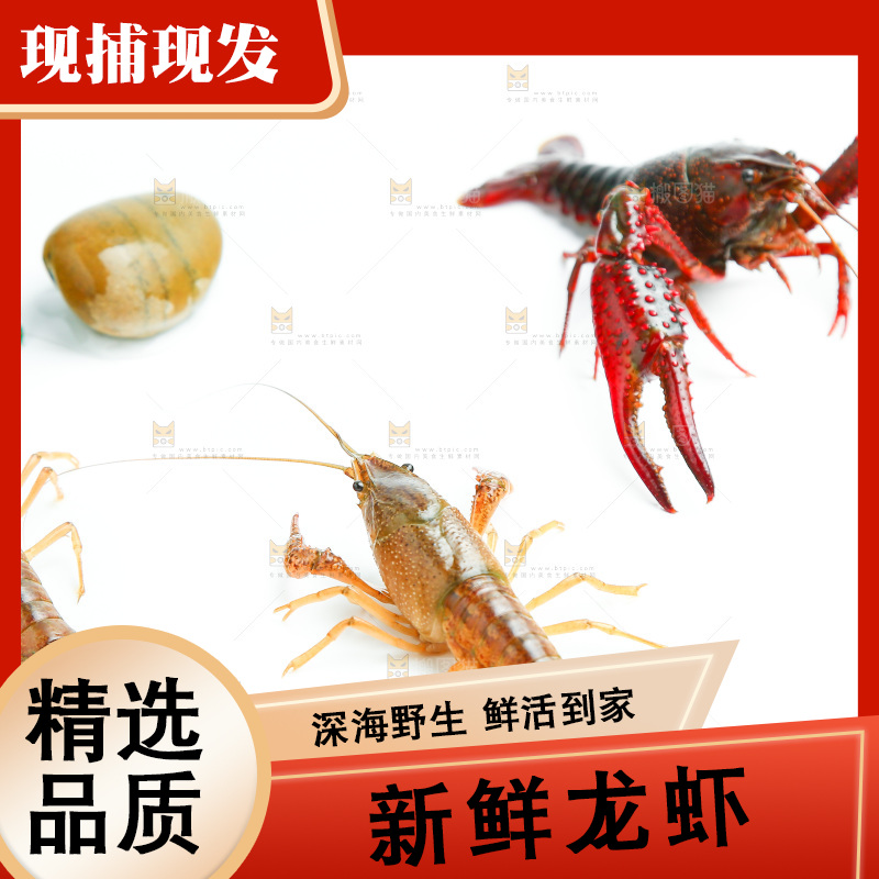 白底上放着小龙虾