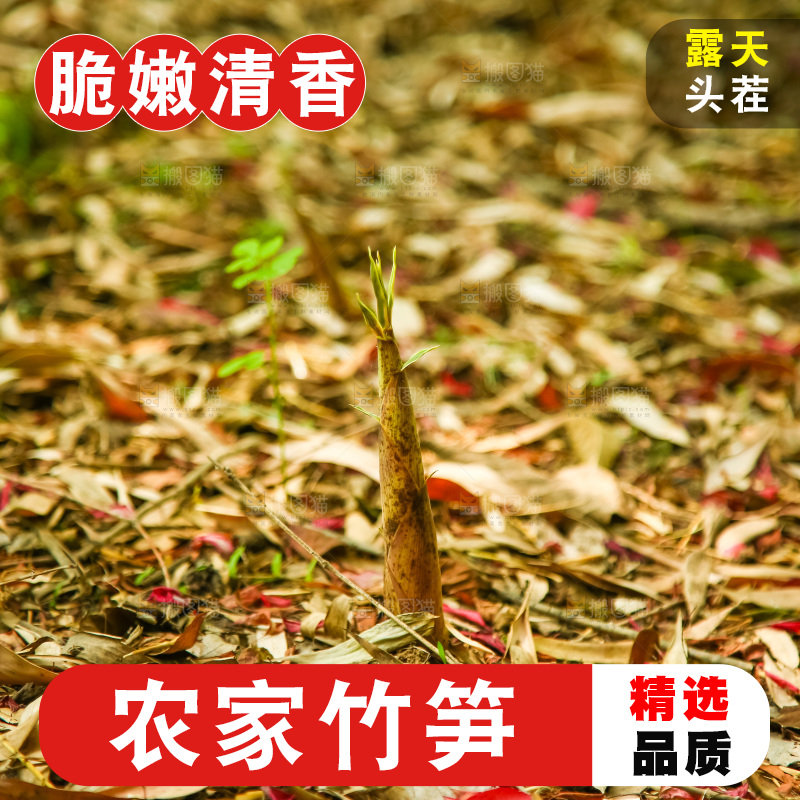 竹林里生长的笋尖