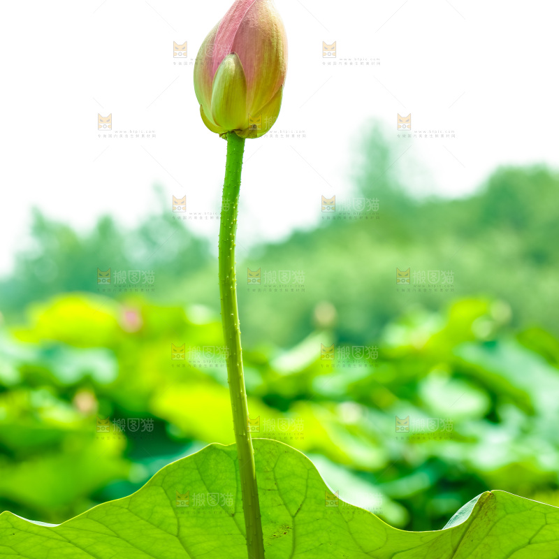 池塘里的荷花花苞