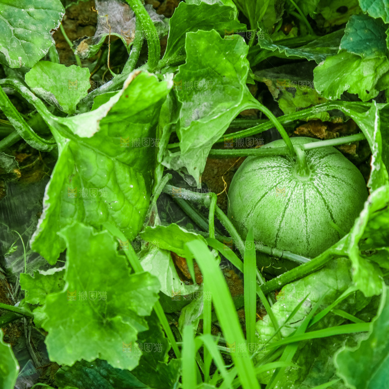 农田里种植的香瓜