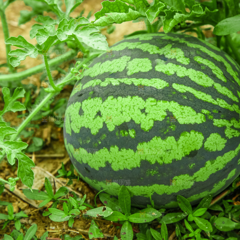 农田里种植的西瓜