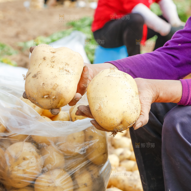 农民在收土豆