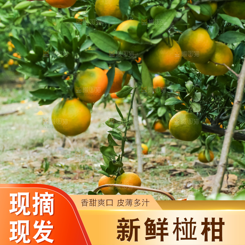 树上长着椪柑