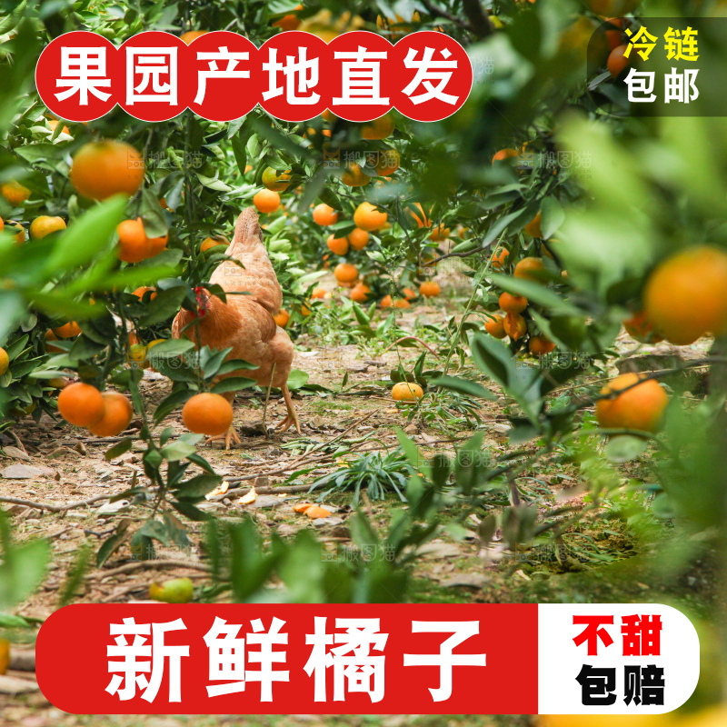 树上长着橘子