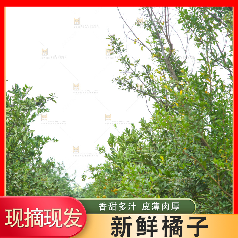 橘子种植基地