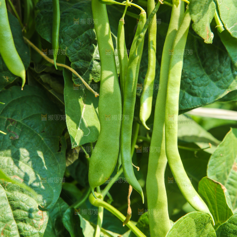 菜园里的扁豆