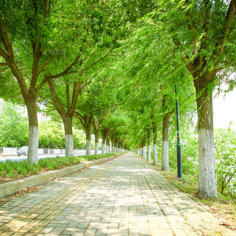 一条绿荫小路