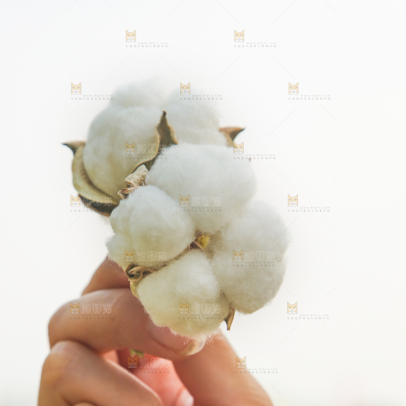 手里拿着棉花