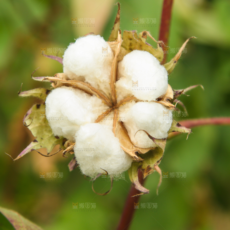 枝头上长着棉花